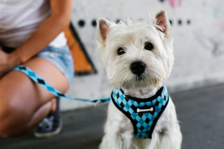 A dog with a harness and leash