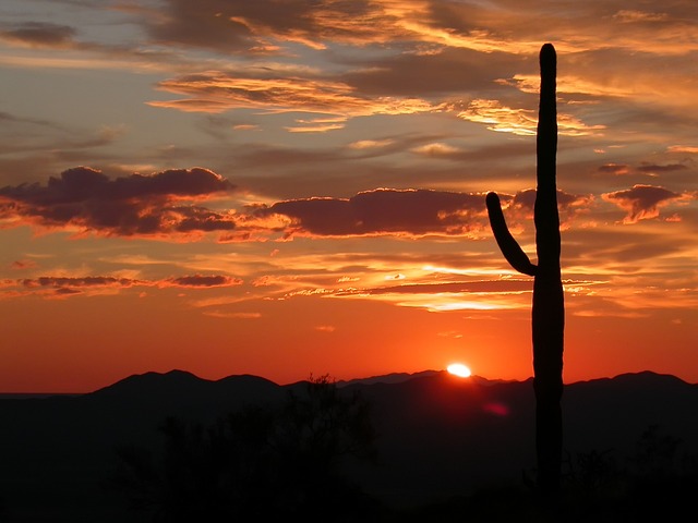 Arizona desert cactus