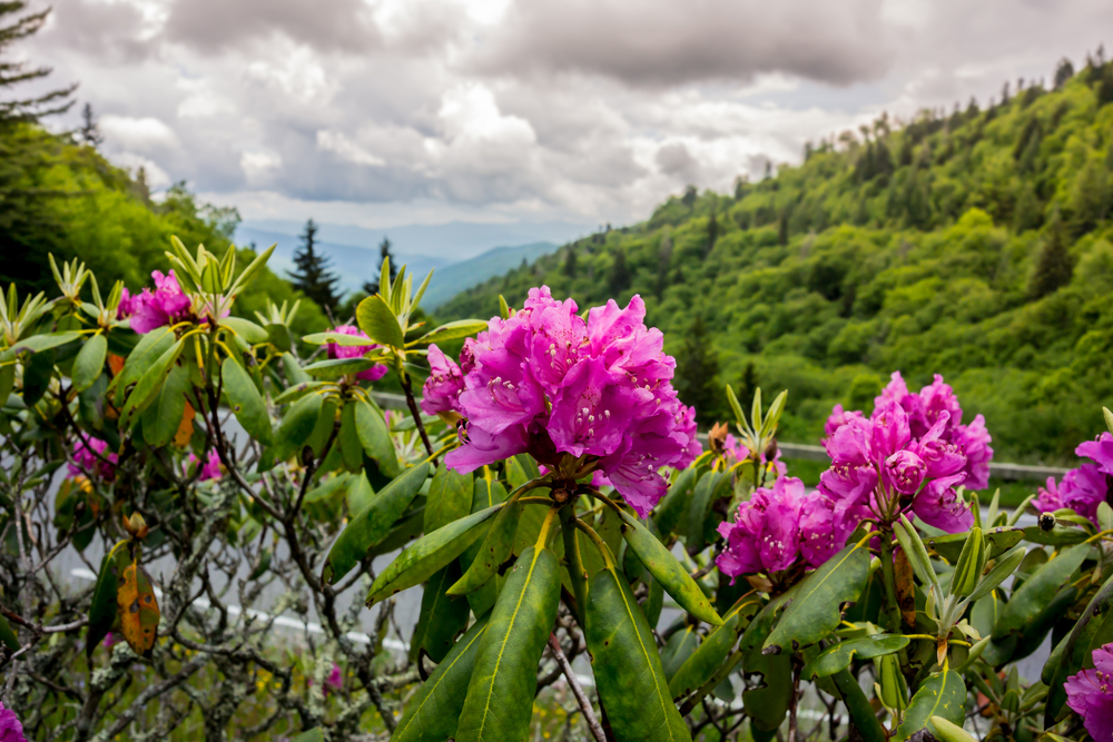 flowers blooming at Great Smoky Mountains National Park