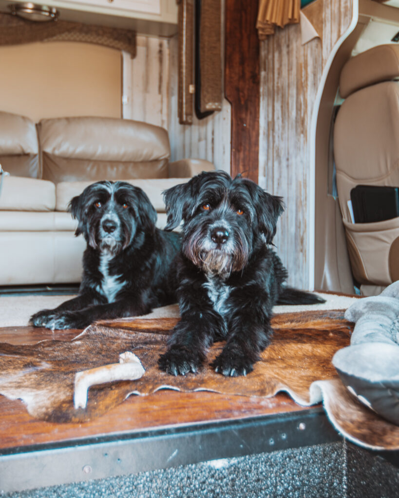 dogs relaxing in an RV