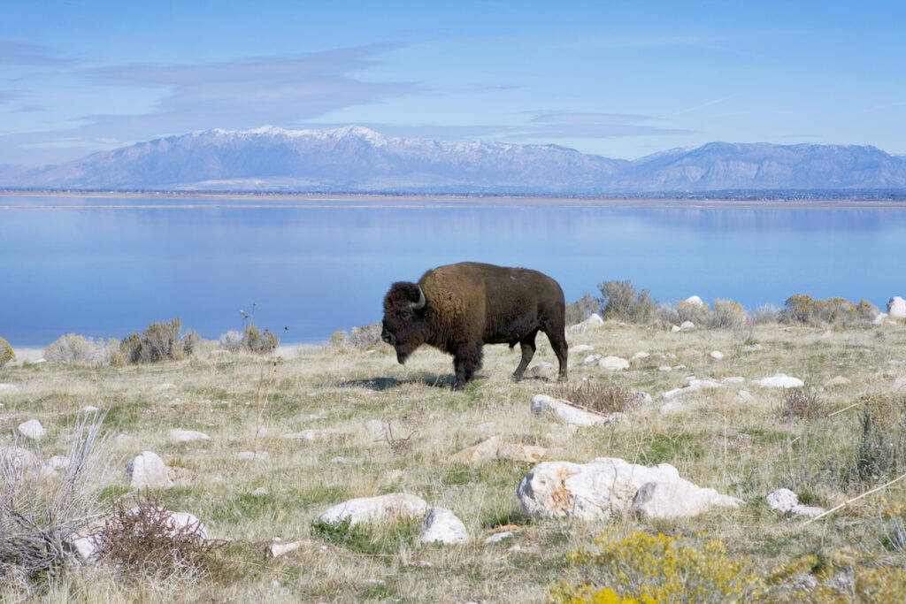 Bison with water and mountains in the distance