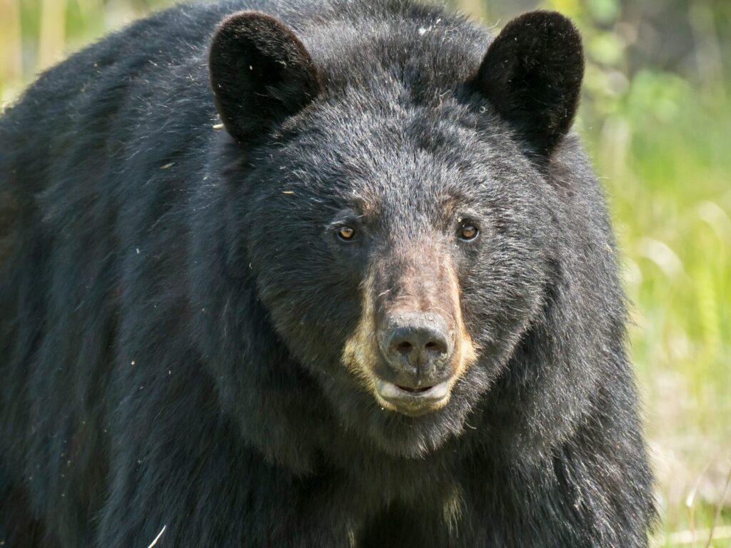 Black bear: watch out for these when RV camping in Minnesota 